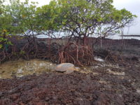 géomatique et environnement