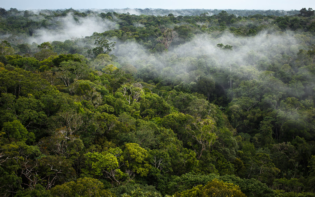 développement du webmapping : exemple d'un projet en forêt amazonienne